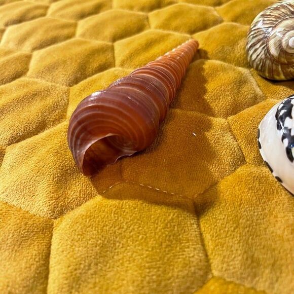 seashells(5) - Picture 6 of 7